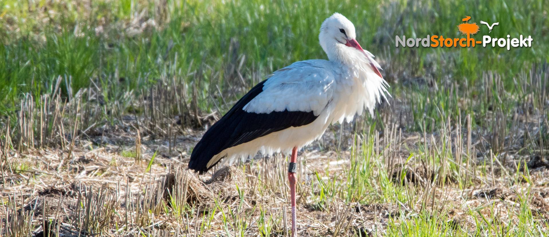 Storch